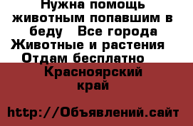 Нужна помощь животным попавшим в беду - Все города Животные и растения » Отдам бесплатно   . Красноярский край